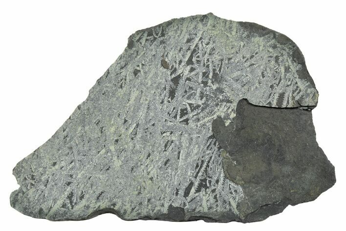 Fossil Graptolite Cluster (Didymograptus) - Wales #242404